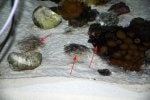 black algae_sm.jpg