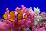 anemone fish clownfish Water Vertebrate Underwater
